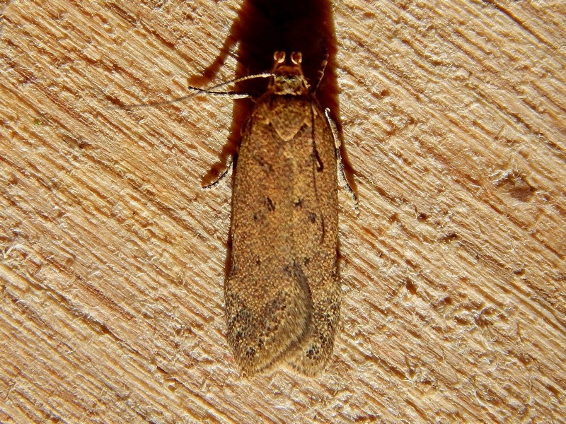 Bryotropha terrella? No, domestica (Gelechiidae)